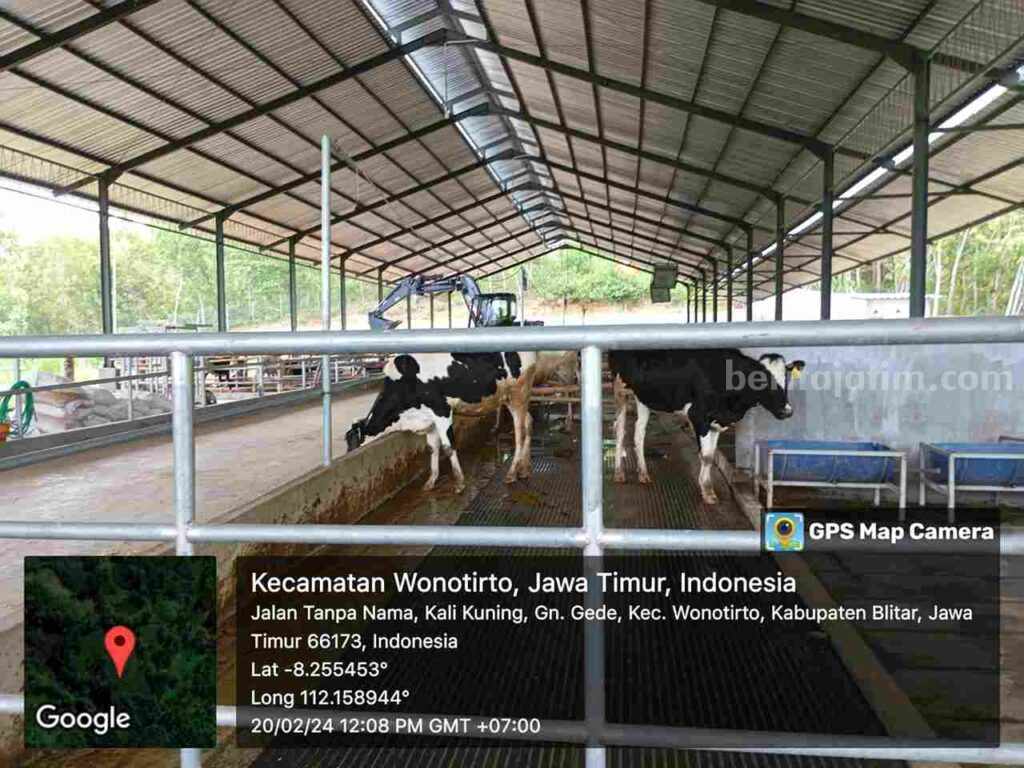Saingi Greenfield, Blitar Selatan Bakal Miliki Peternakan Sapi Perah Sebesar 10 Ribu Ekor Foto Berita Jatim