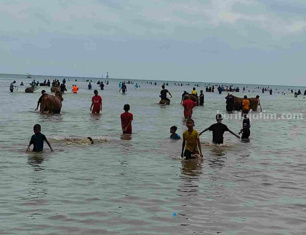 Warga Pulau Bawean Gresik Pertahankan Tradisi Mandikan Sapi di Laut Foto Berita Jatim