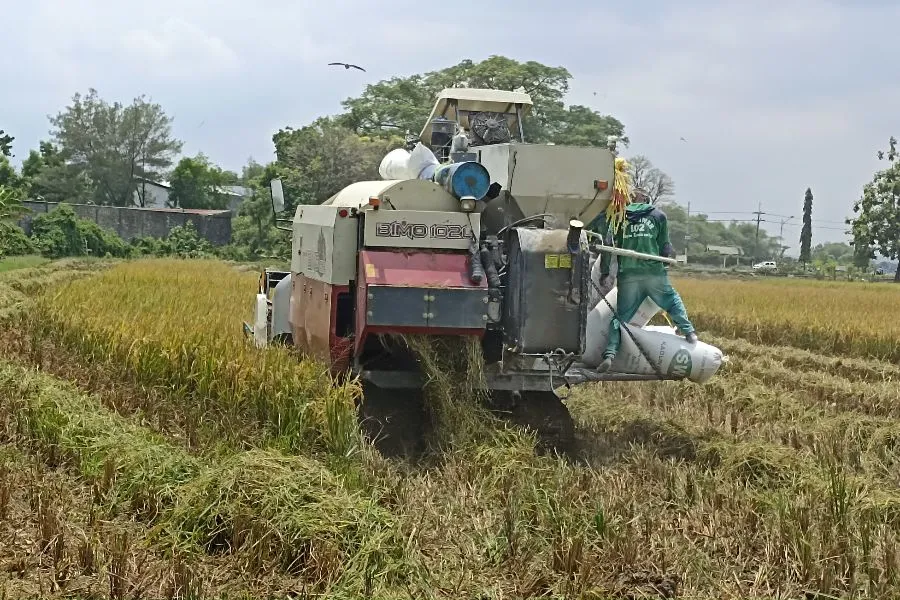 Petani Tuban Menjerit, Harga Gabah Anjlok di Tengah Mahalnya Beras Foto Berita Jatim