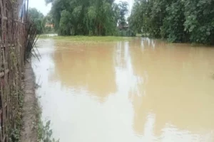 Banjir Sampang Ancam Gagalkan Panen Padi Petani Foto Berita Jatim
