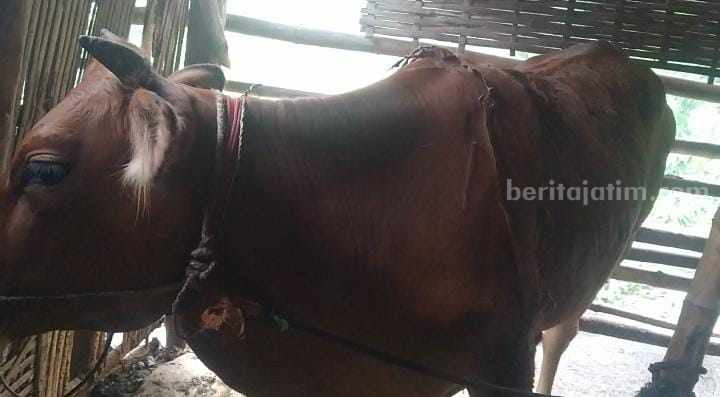 Virus LSD Menyerang Puluhan Sapi di Sampang Foto Berita Jatim
