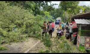 Angin Kencang di Sumenep, Sejumlah Pohon Tumbang Melintang Jalan Foto Berita Jatim
