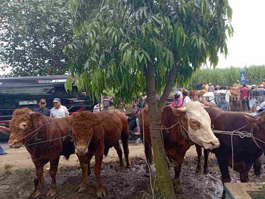 Awas! Ratusan Sapi di Kabupaten Malang Terpapar Virus LSD Foto Berita Jatim