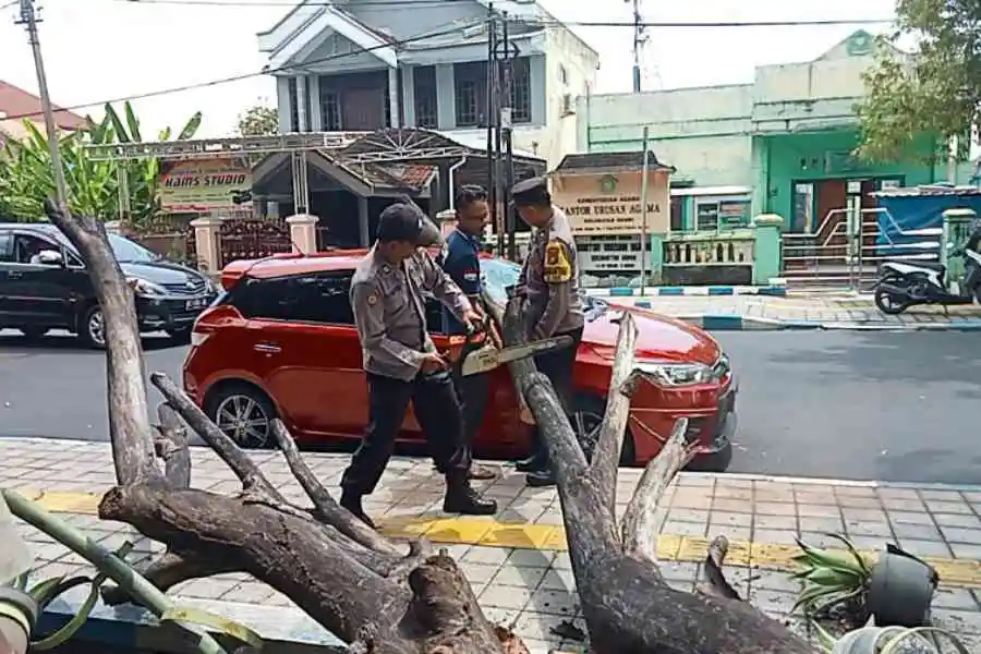 Ditinggal Shalat Jumat, Mobil Warga Ngawi Ini Tertimpa Pohon Tumbang Foto Berita Jatim