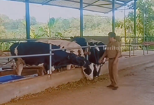 Produksi Susu untuk Makan Siang Gratis di Peternakan Sapi Perah Blitar Ditaksir 400 Ribu Liter/Hari Foto Berita Jatim