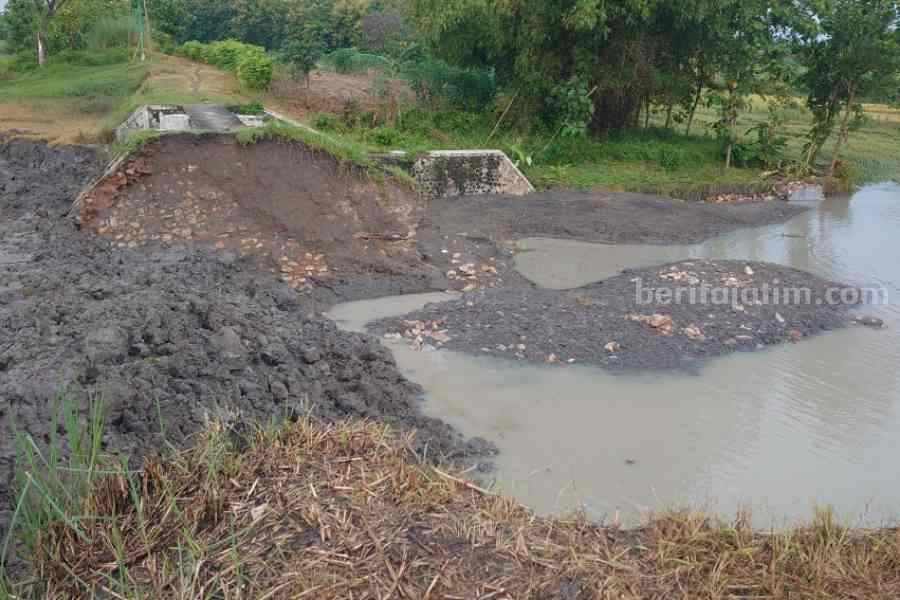 20 Hektar Tanaman Padi Rusak, Petani di Bojonegoro Terancam Tak Dapat Asuransi Pertanian Foto Berita Jatim
