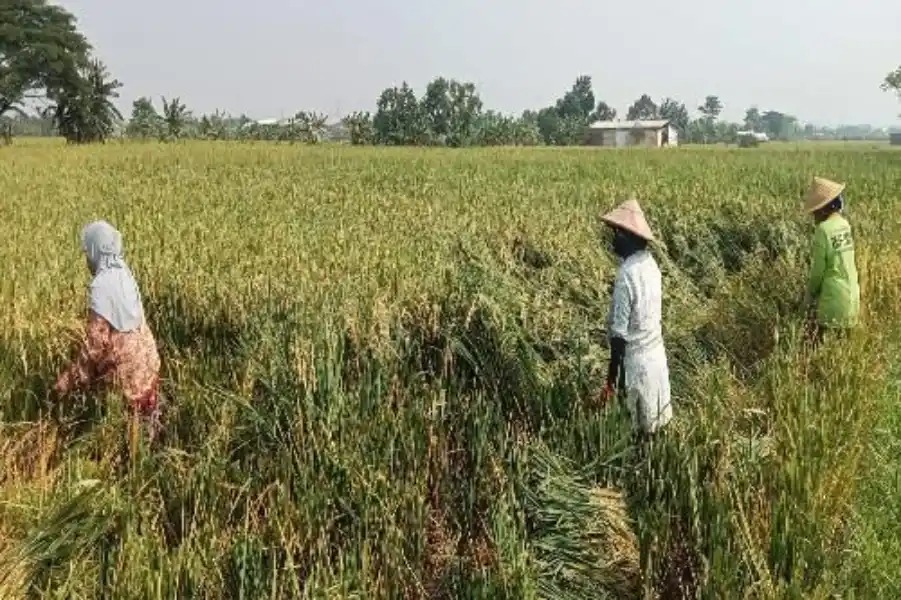 Harga Gabah Turun, Daya Beli Petani Jatim Melemah Foto Berita Jatim