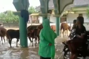 Sampang Banjir, Belasan Sapi Diungsikan ke dalam Masjid Foto Berita Jatim
