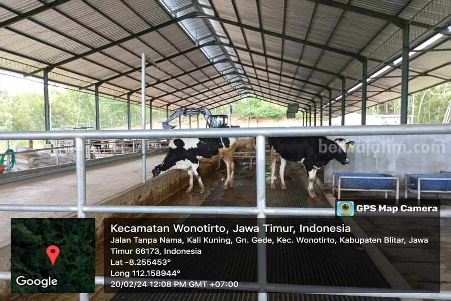 Peternakan Sapi Rp11 Miliar di Blitar Terancam Tak Bisa Beroperasi, Ini Sebabnya Foto Berita Jatim