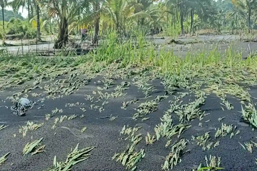 Foto Berita Jatim