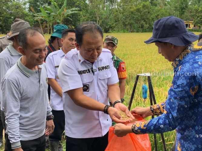 Pabrik Pupuk Pemkab Jember Produksi 160 Ton Pupuk Organik Gratis untuk Petani Foto Berita Jatim
