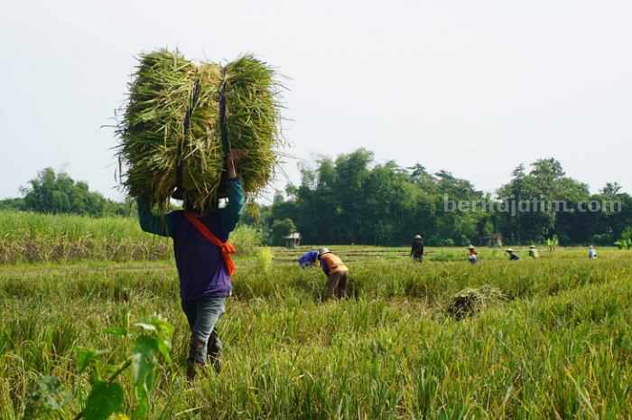 Jatim Jadi Lumbung Padi Nasional, Tantangan dan Peluang di Depan Mata Foto Berita Jatim