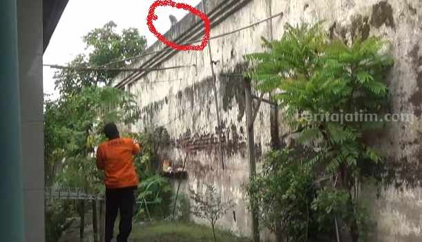 Kawanan Monyet Teror Permukiman Warga di Jombang Foto Berita Jatim