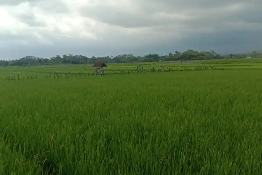 Hasil Panen Padi Blitar Anjlok 4 Kali Lipat, Stok Beras Terancam Foto Berita Jatim