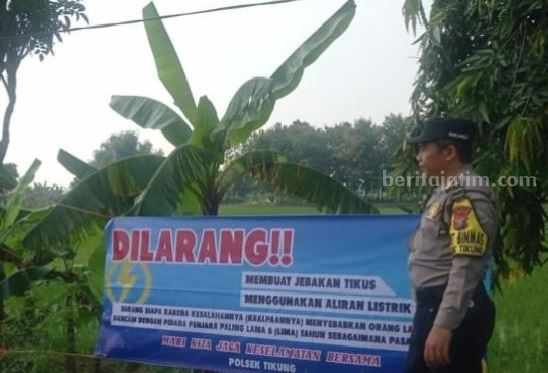 Polsek Tikung Lamongan Larang Penggunaan Listrik Jebakan Tikus di Sawah Foto Berita Jatim