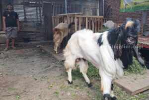 Peternak Kambing di Malang Mulai Kebanjiran Pembeli