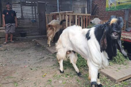 Peternak Kambing di Malang Mulai Kebanjiran Pembeli