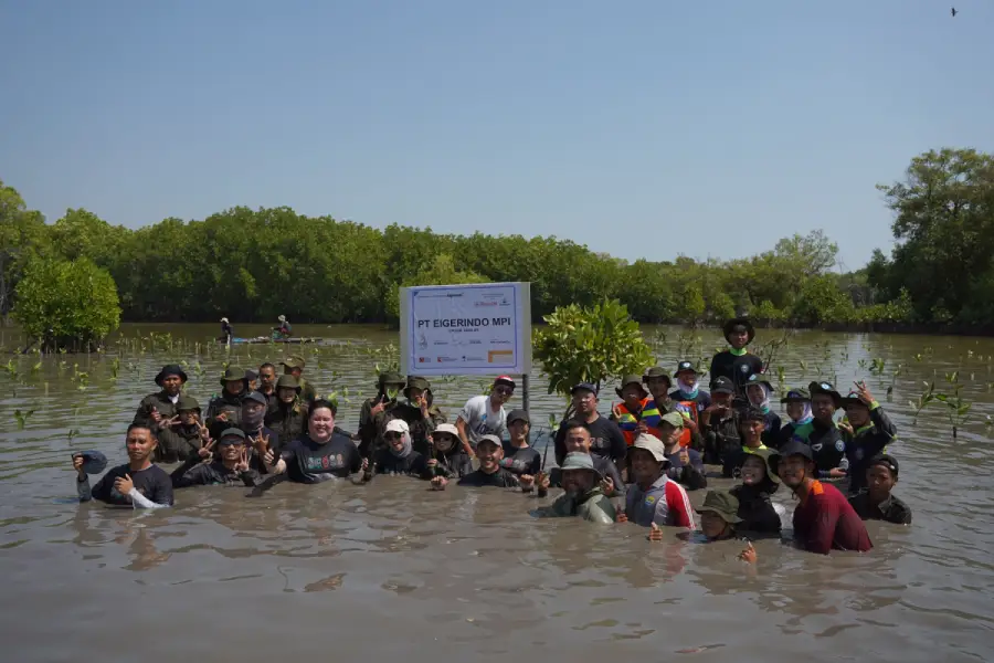 Tanam 10 Ribu Mangrove, EIGER Bergerak Selamatkan Pesisir Pantura Foto Berita Jatim