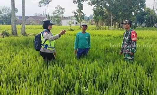 Polres Malang Imbau Petani Tak Gunakan Jebakan Tikus Pakai Listrik Foto Berita Jatim