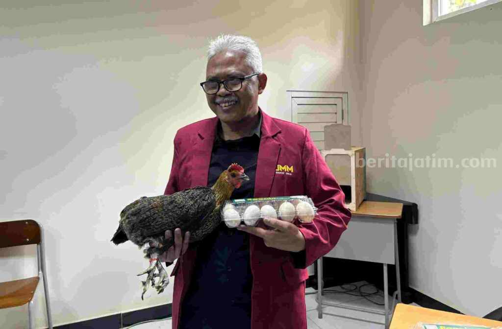 Disertasi Mahasiswa UMM Hasilkan Final Stock Ayam Kampung Petelur Super