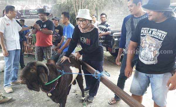 350 Peternak Ikuti Kontes Domba dan Kambing di Kediri, Hadiahnya Fantastis foto beritajatim