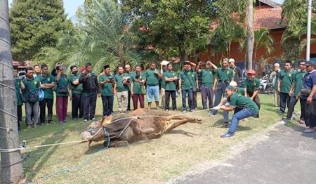 Jelang Idul Adha, Banyak JULEHA di Kediri Lakukan Ini JULEHA Kediri lakukan ini jelang Idul Adha