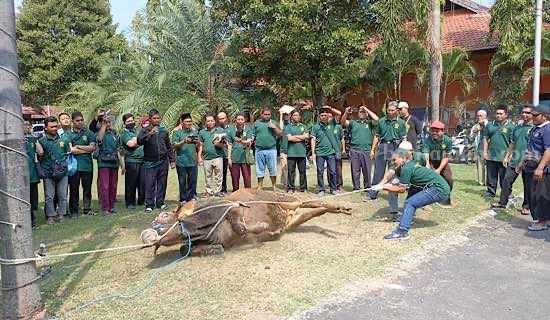 JULEHA Kediri lakukan ini jelang Idul Adha