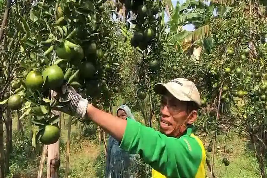 Ponorogo Punya Kebun Jeruk dengan Varietas Langka Foto Berita Jatim