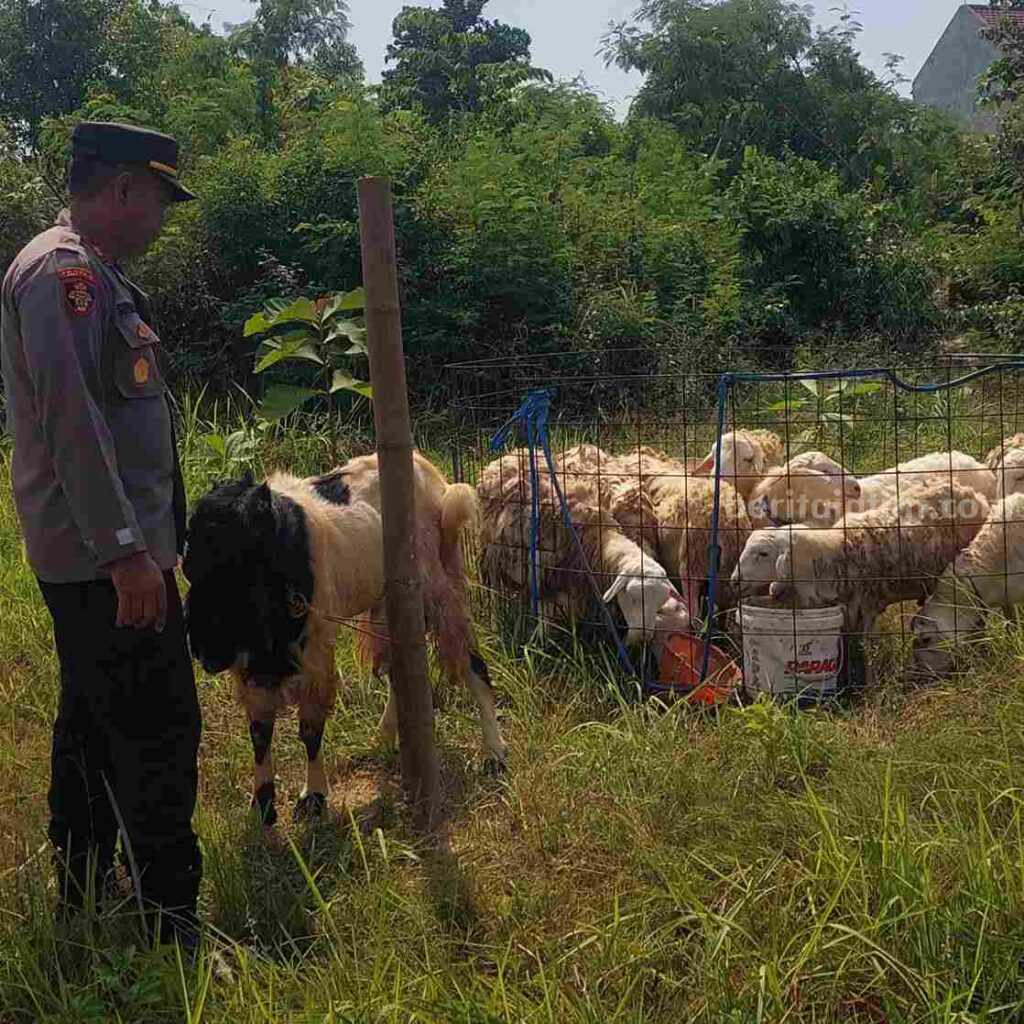 Iptu Suharto memberi makan kambing piarannya sebelum dijual ke pembeli