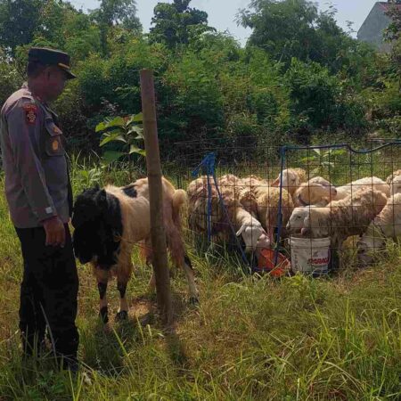 Iptu Suharto memberi makan kambing piarannya sebelum dijual ke pembeli