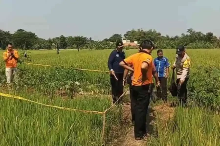 Kakek di Madiun Tewas Kesetrum Jebakan Tikus, Petani Abai Imbauan Pemdes? foto beritajatim