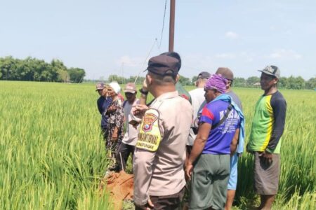 Tersengat Aliran Listrik untuk Pengairan Sawah, Petani di Bojonegoro Tewas Evakuasi petani yang tersengat listrik di sawah.