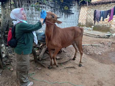Pemeriksaan hewan kurban oleh dokter hewan beberapa waktu lalu (foto: Temmy/ beritajatim)