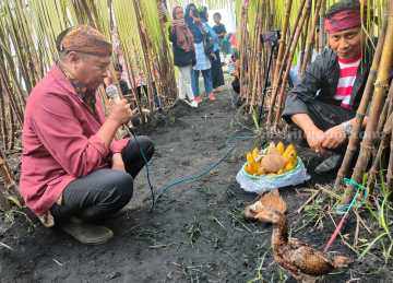 SGN PG Semboro Jember Targetkan Giling 793 Ribu Ton Tebu, Optimis Capai Swasembada Gula