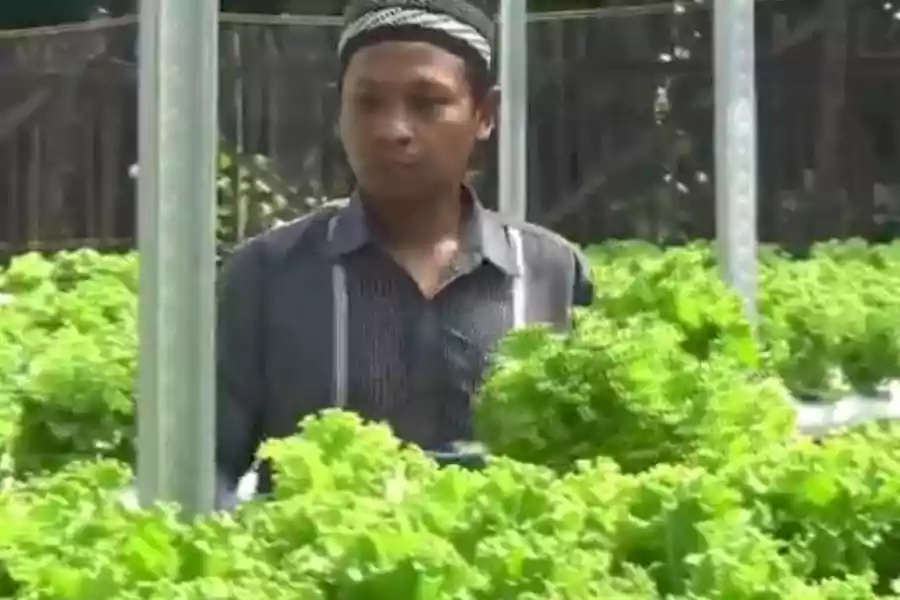 Ponpes di Lumajang Sukses Berdayakan Alumni Melalui Pertanian Hidroponik, Segini Penghasilannya Foto Berita Jatim