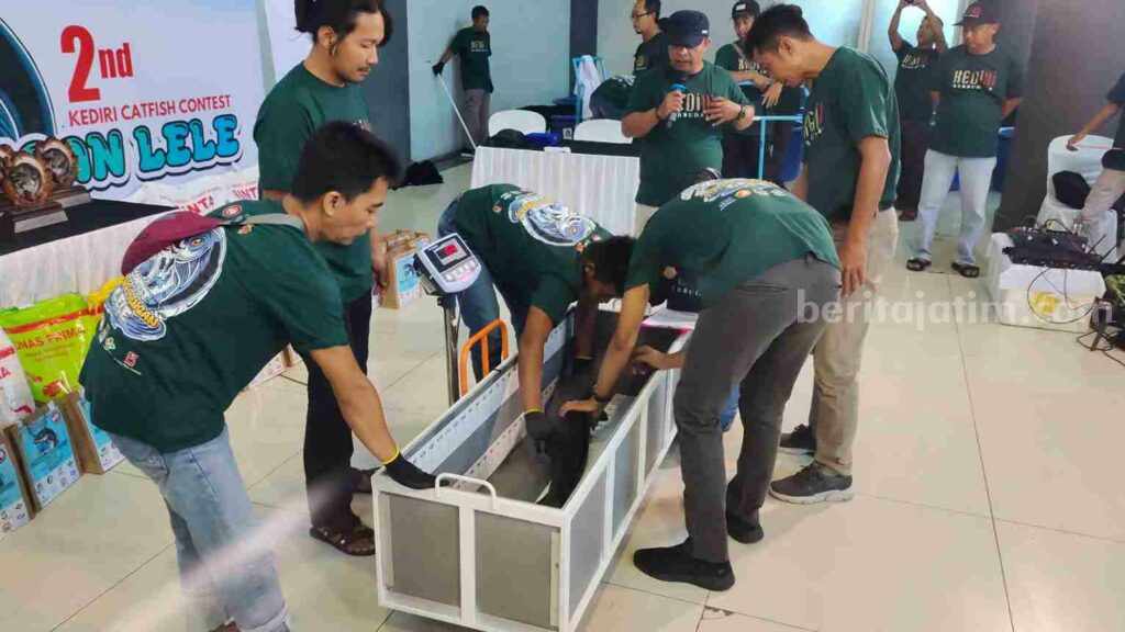 Kontes Ageng Agengan Ikan Lele di Kediri, Beratnya Sampai 10 Kg