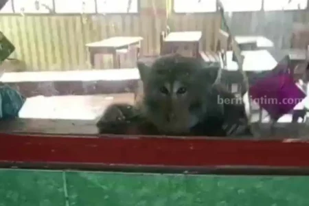 Geger, Monyet Liar Masuk Kelas MI Walisongo Kedamean Gresik foto beritajatim