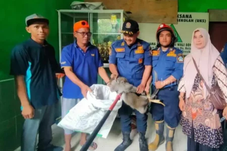 Monyet Liar Ganggu Siswa MI Walisongo Gresik Ditangkap foto beritajatim