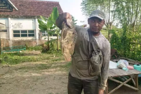 Warga Kecamatan Sutojayan Kabupaten Blitar cari ikan mabuk di Sungai Brantas.