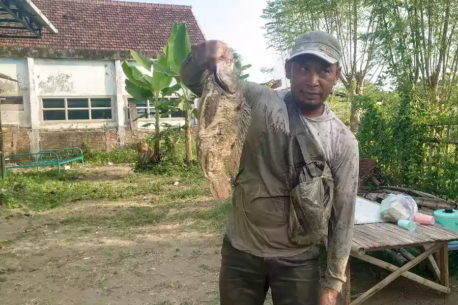 Flushing Alias Pladu, Warga Blitar-Tulungagung hingga Kediri Panen Ikan Mabuk Warga Kecamatan Sutojayan Kabupaten Blitar cari ikan mabuk di Sungai Brantas.