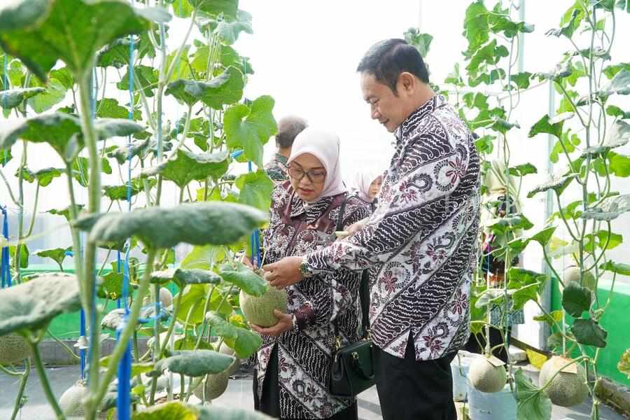 Bupati Lamongan Yuhronur Efendi bersama istri saat memanen buah melon red aroma di DKPP Lamongan.