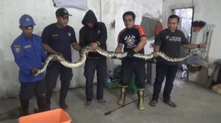 Ular Sanca 5 Meter Teror Permukiman Warga di Jombang foto beritajatim