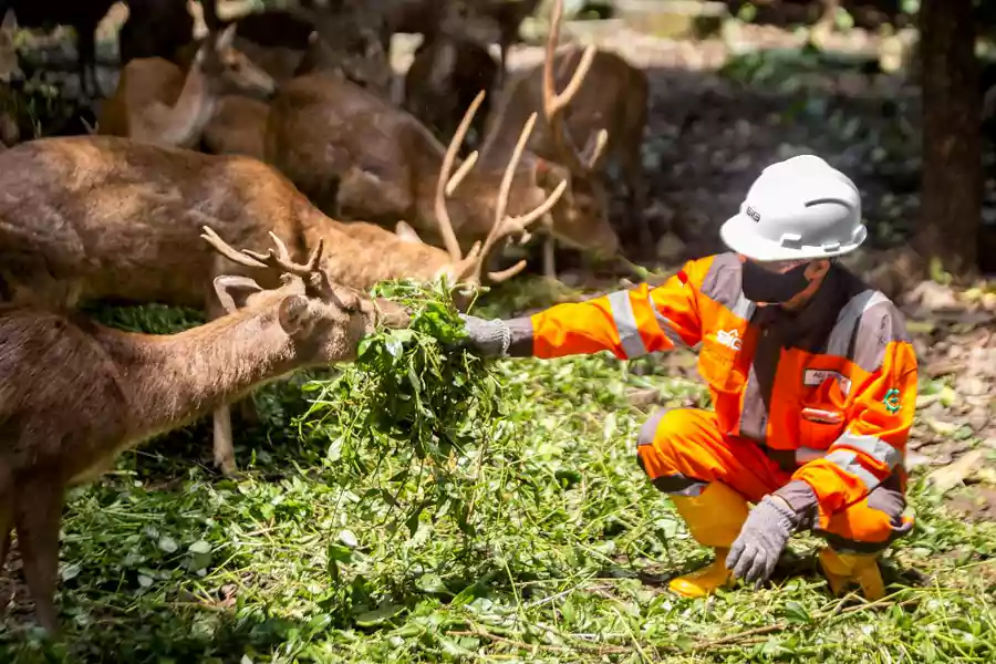 Karyawan SBI Pabrik Cilacap memberi pakan rusa timor (cervus timorensis) di area konservasi Hutan Kota PT Solusi Bangun Indonesia Tbk (SBI) Pabrik Cilacap.