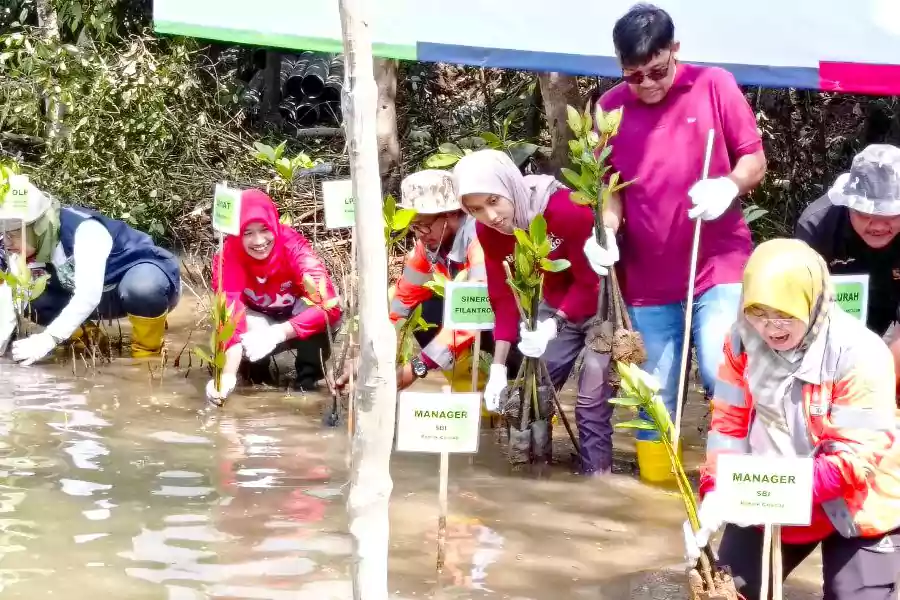 PT Solusi Bangun Indonesia (SBI) Tbk Pabrik Cilacap melakukan kegiatan penanaman 5.000 bibit Mangrove di area perairan Depok Karangtalun, Kecamatan Cilacap Utara, Cilacap, pada 29 September 2023.