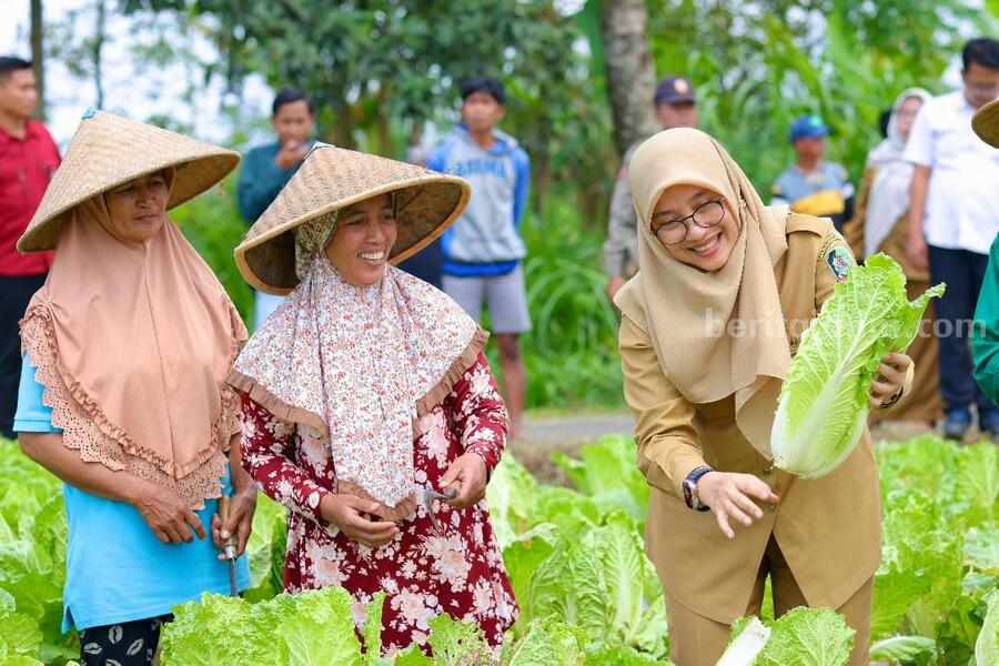 Bupati Banyuwangi Ipuk Fiestiandani saat ikut panen sawi putih di Desa Sumberarum, Kecamatan Songgon.