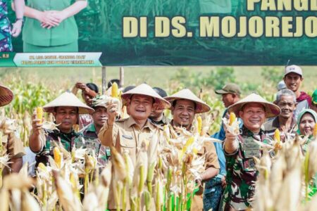 Panen Raya di Lamongan, Dukungan TNI untuk Produktivitas Komoditi Jagung Panen Raya di Lamongan, Dukungan TNI untuk Produktivitas Komoditi Jagung