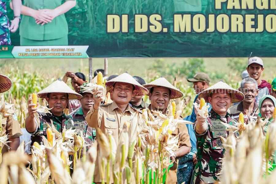 Panen Raya di Lamongan, Dukungan TNI untuk Produktivitas Komoditi Jagung