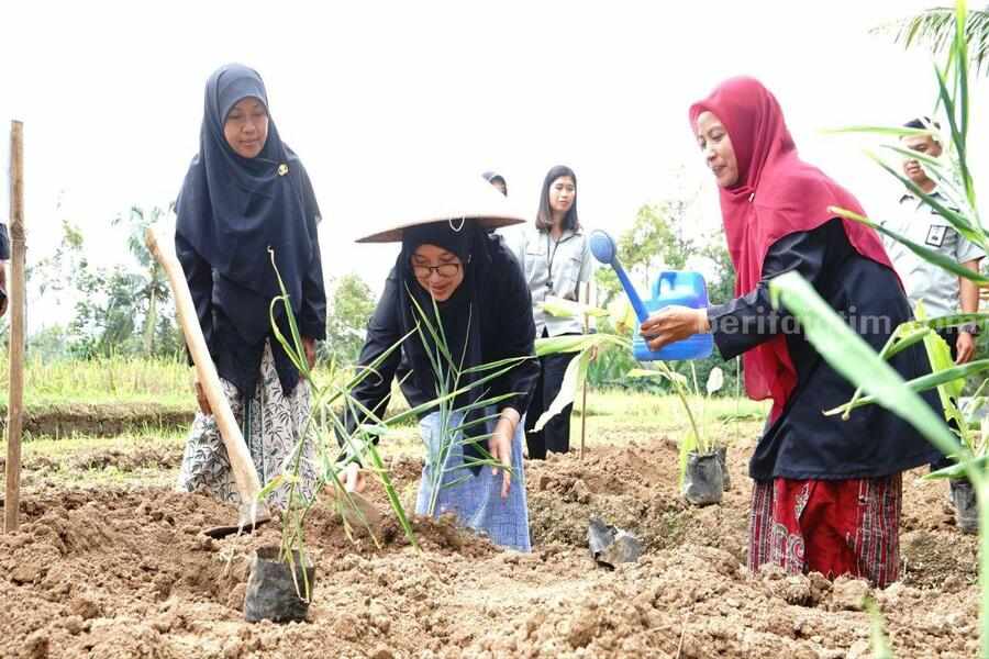 Bupati Banyuwangi Ipuk Fiestiandani saat ikut menanam tanaman herbal dan obat di Desa Segobang, Kecamatan Licin di sela program Bunga Desa. (humaskab)