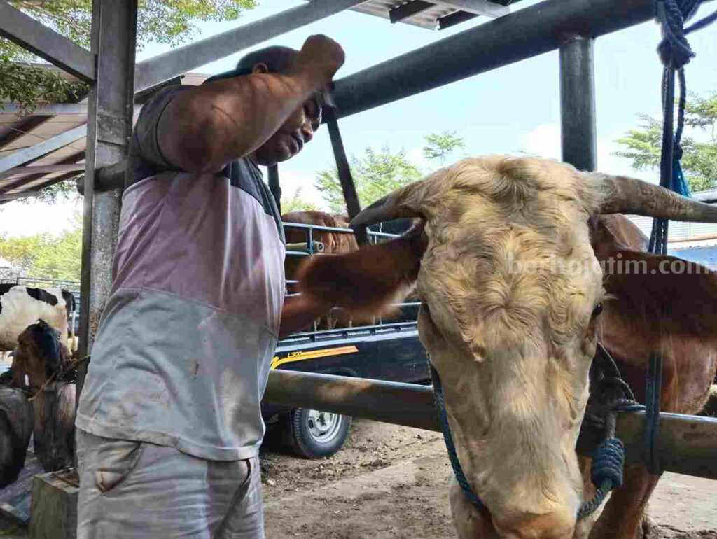 Jasa salon sapi yang ada di Tulungagung.