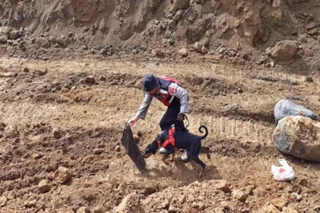 Anjing Pelacak
